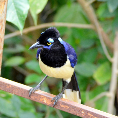 Plush-crested Jay_1